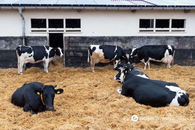 В Аргентині народилося теля з 'обличчям людини': шокуючі фото