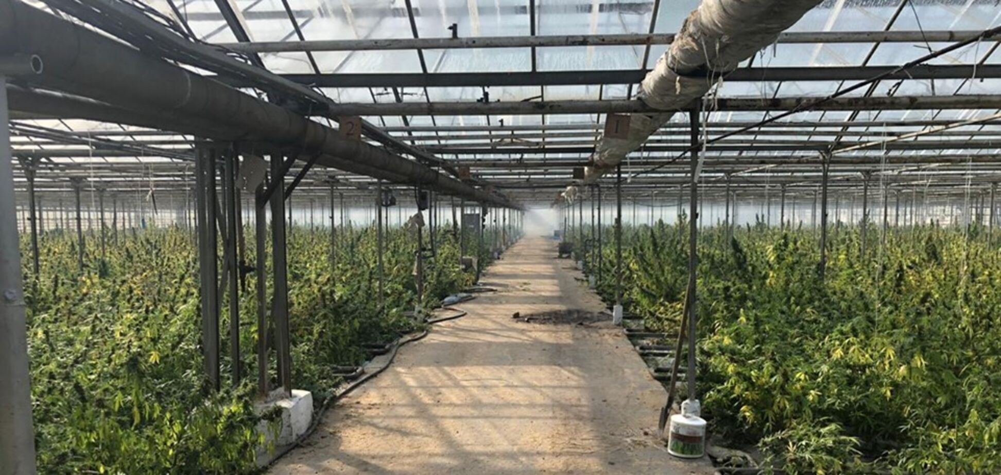 Плантація марихуани в Івано-Франківській області