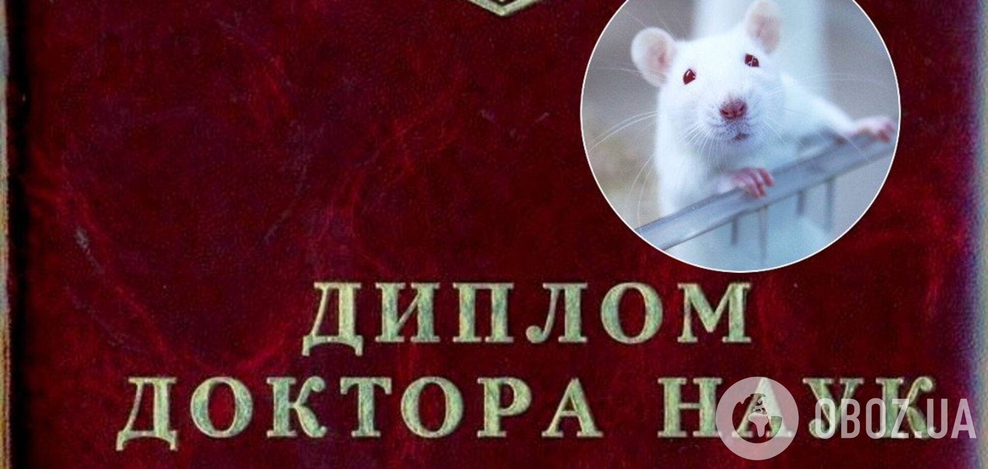 Дисертація на щурах або як гроші вирішують все!