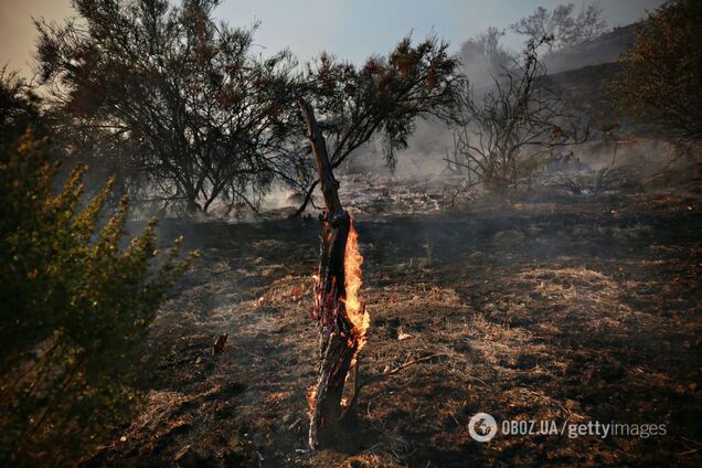 Київ задихається від смогу: еколог назвав причину пожежі на торфовищах