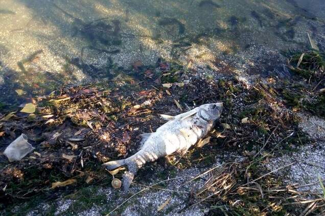 На Дніпропетровщині стався масовий мор риби: фото