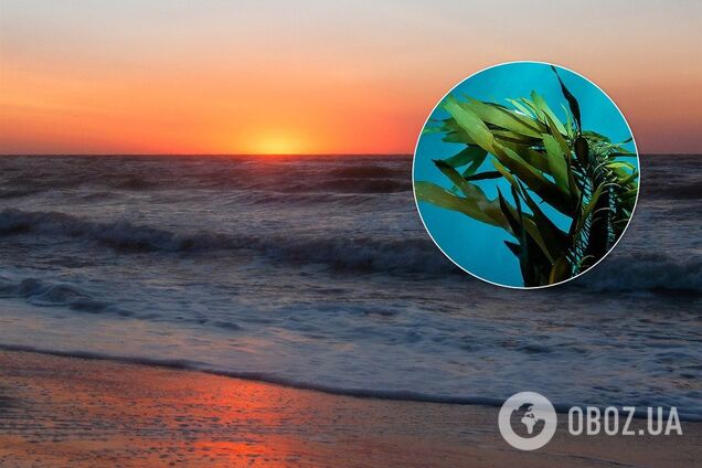 В Азовському морі почорніла вода