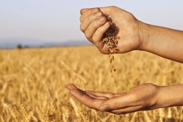 Почти 800 гривен на тонне зерновых теряют аграрии из-за коллапса на железной дороге – Козаченко