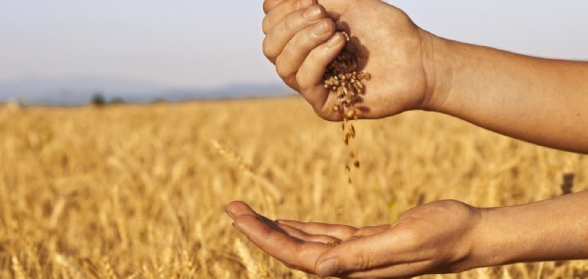 Почти 800 гривен на тонне зерновых теряют аграрии из-за коллапса на железной дороге – Козаченко
