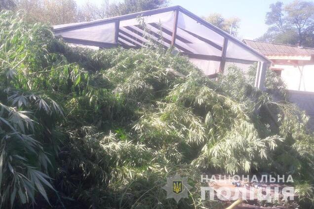 Под Днепром полиция обнаружила теплицу с коноплей