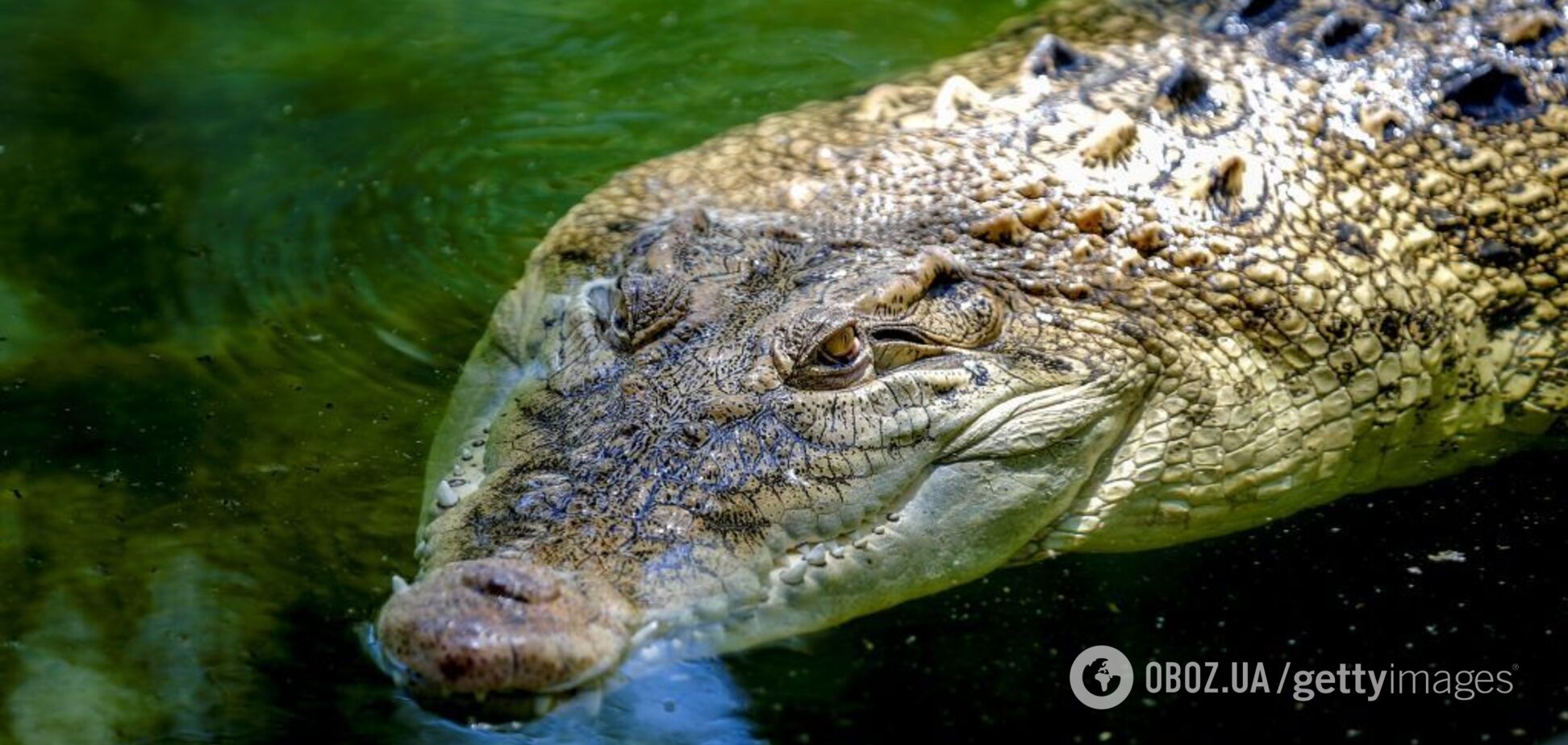 В Індії рибалка дивом вижив після нападу крокодила