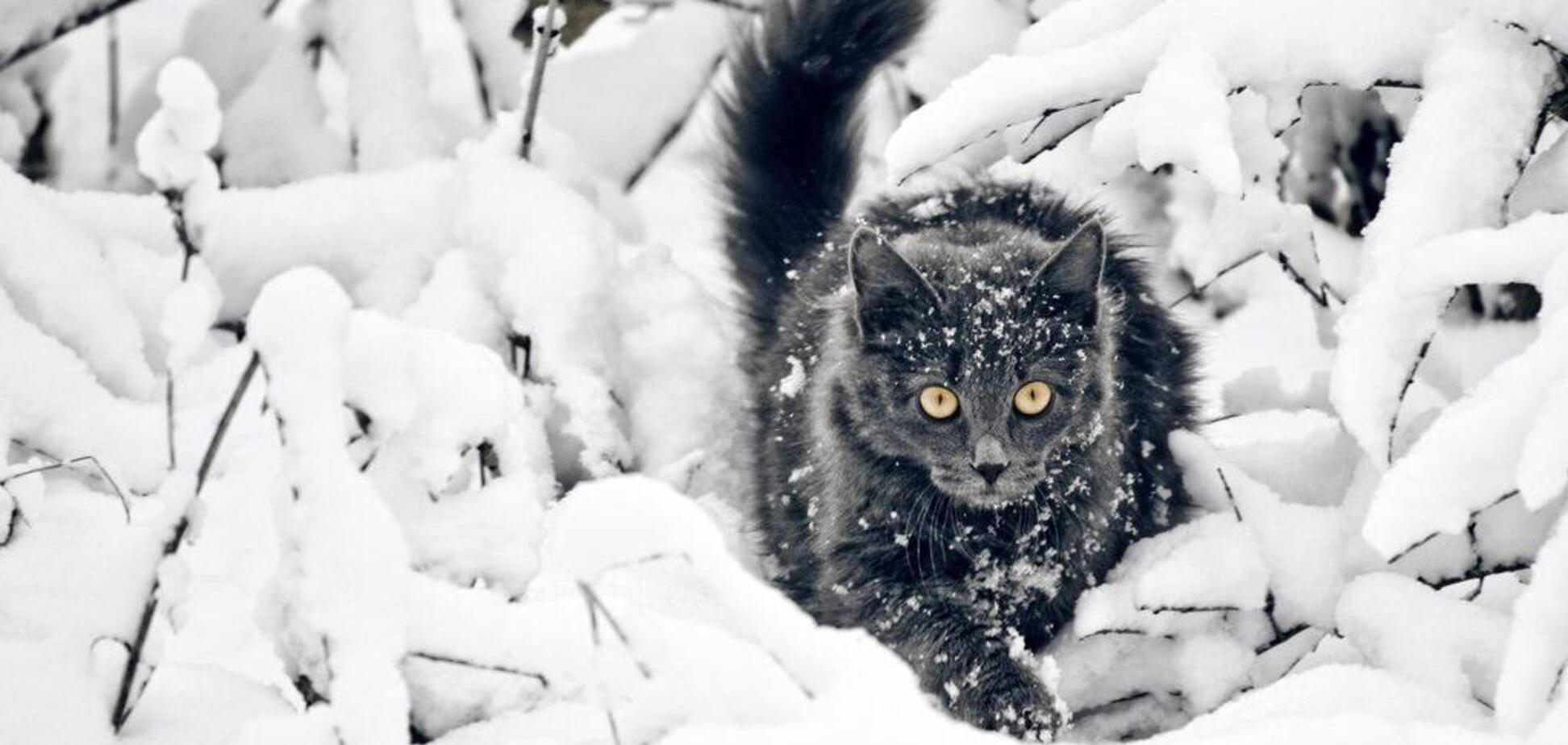 В Украине внезапно выпал первый снег: фото