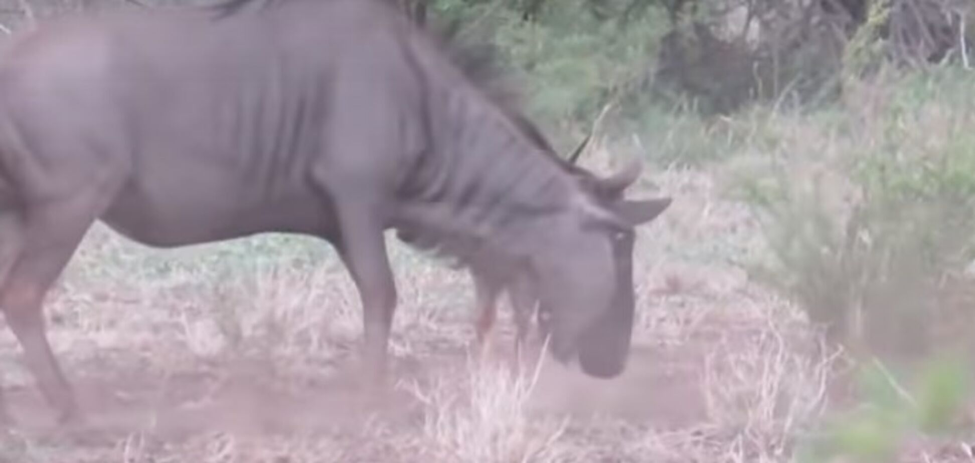Боролася до останнього: в мережі опублікували відео битви антилопи з шакалами