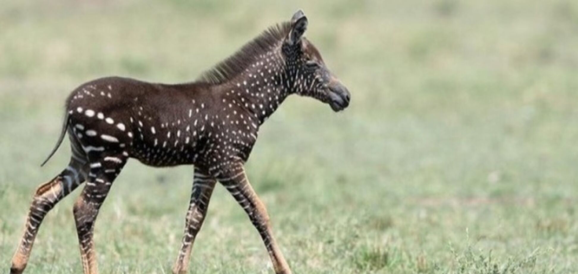 Уникальная зебра