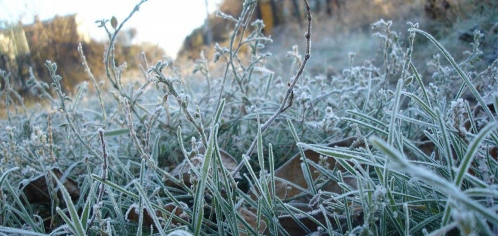 Дожди и заморозки: синоптик уточнила прогноз по Украине