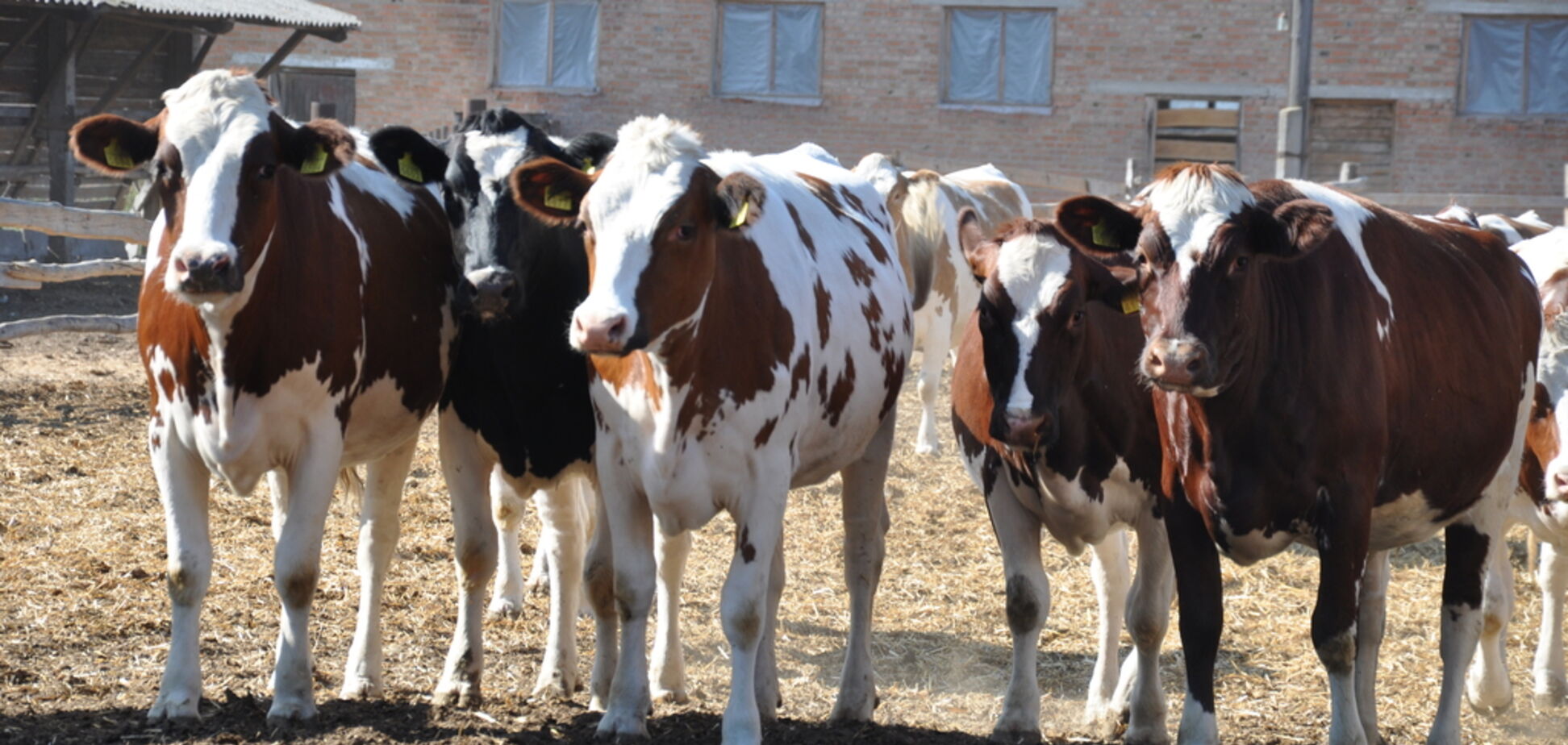 Животноводство в Украине имеет серьезные перспективы развития - 'Укрлендфарминг'