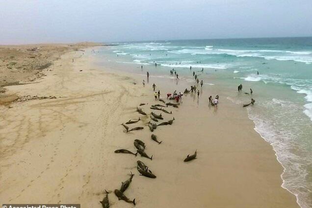 На пляжі знаменитого курорту масове самогубство: сотні тіл потрапили на фото