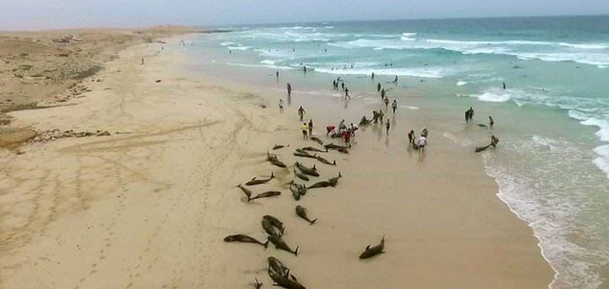 Викиди дельфіни на пляжі в Кабо Верде