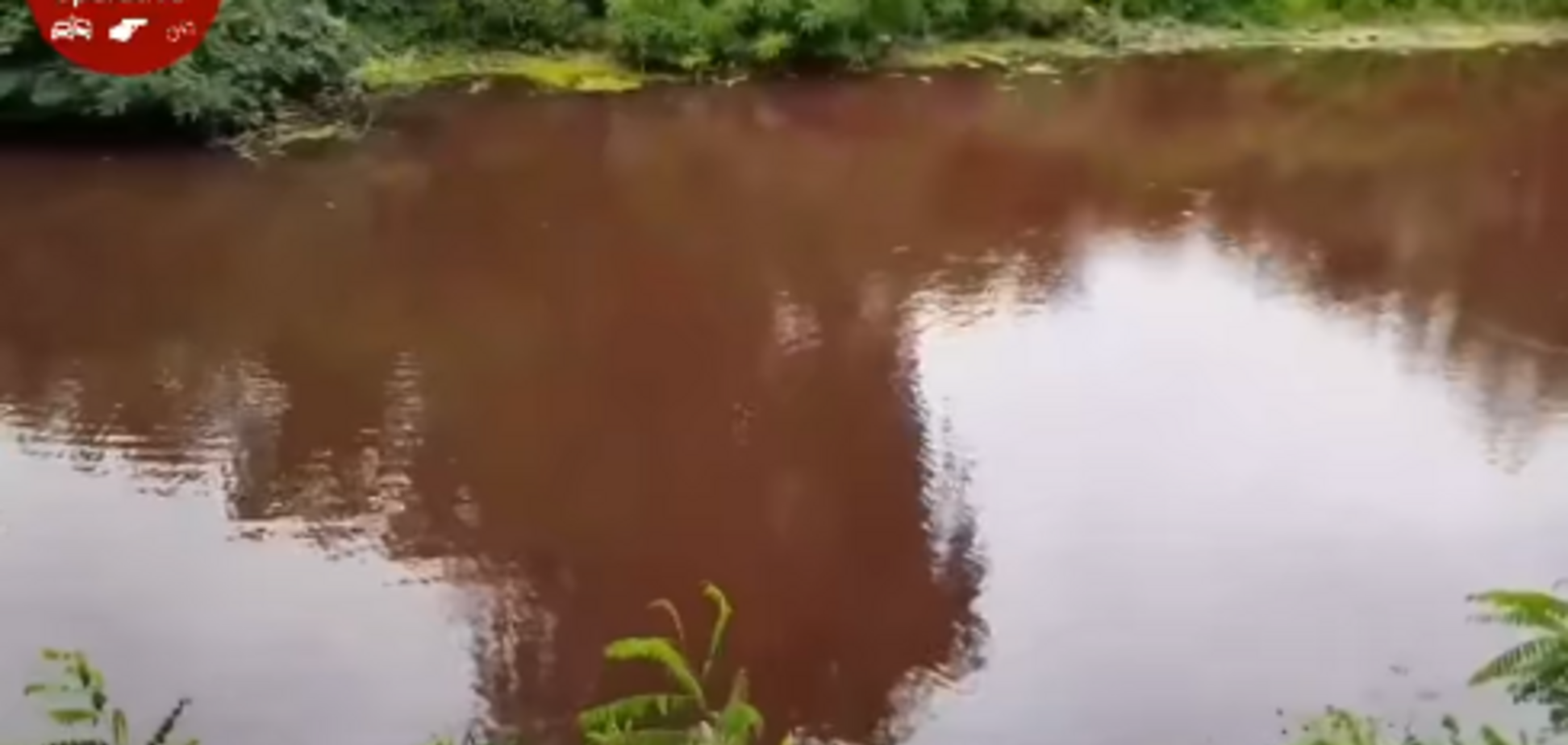 У Києві в ставку почервоніла вода