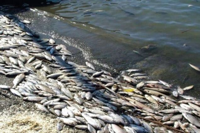 В Каменском водохранилище гибнет рыба (иллюстрация)
