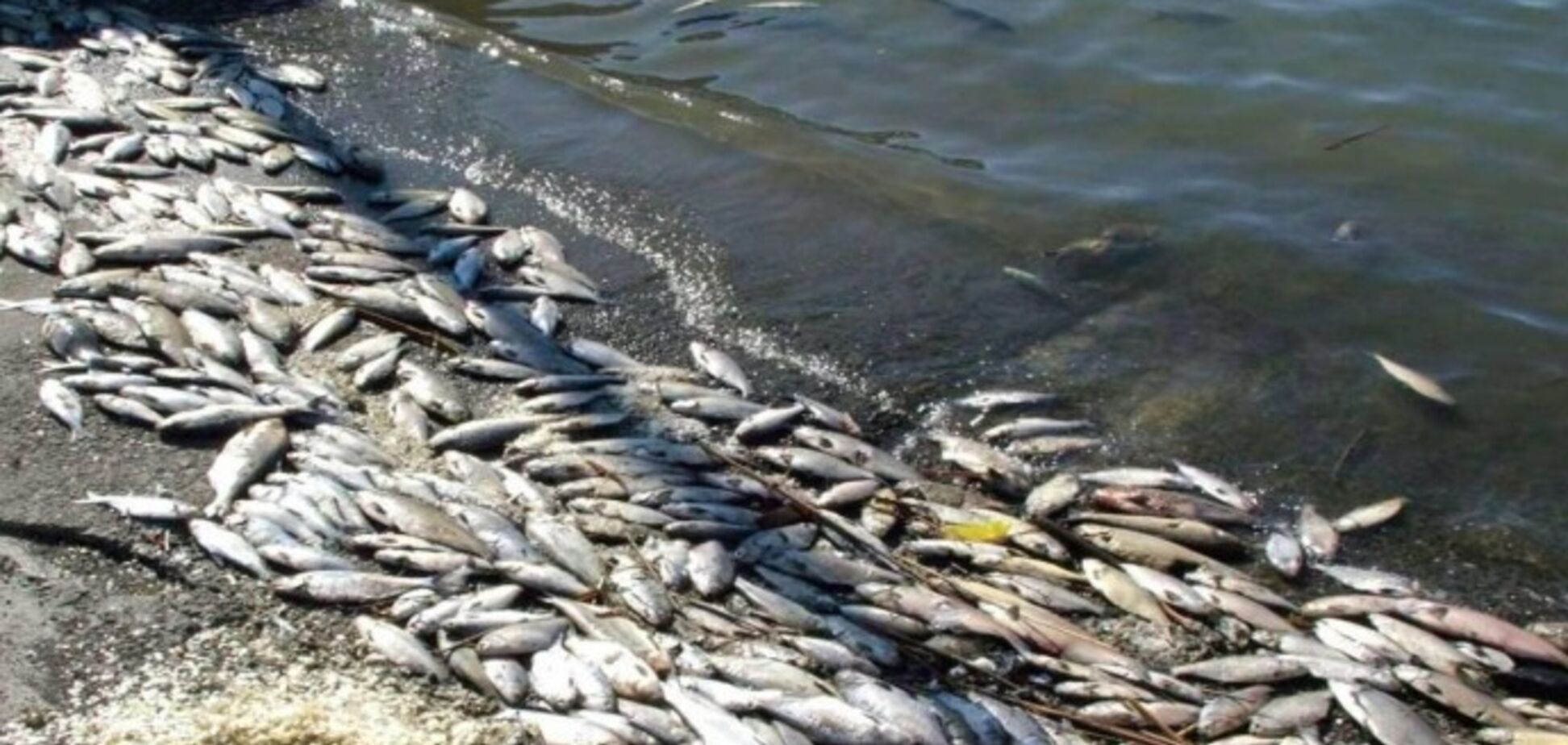 ЧП на Каменском водохранилище: под Днепром массово гибнет рыба