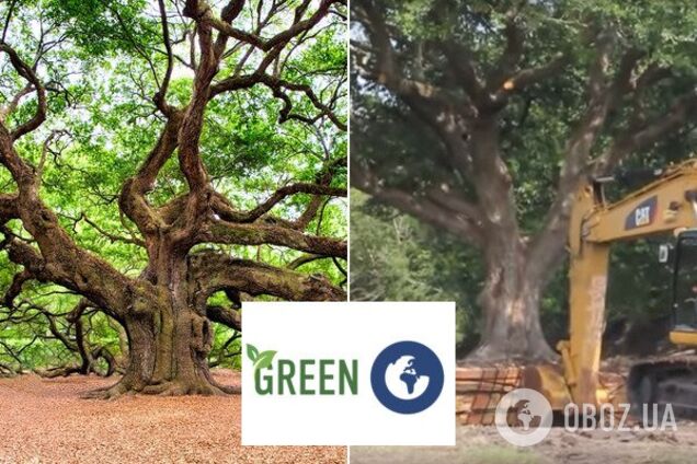 Как в мире сохраняют деревья: появилось впечатляющее видео