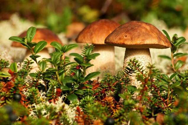 Не ловити рибу, не збирати гриби: еколог заявив про небезпечну зону поблизу полігону в РФ