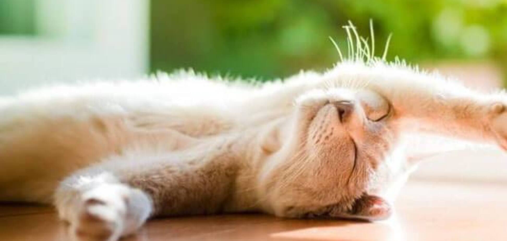 Коли в Україну повернеться тепло: названі дати