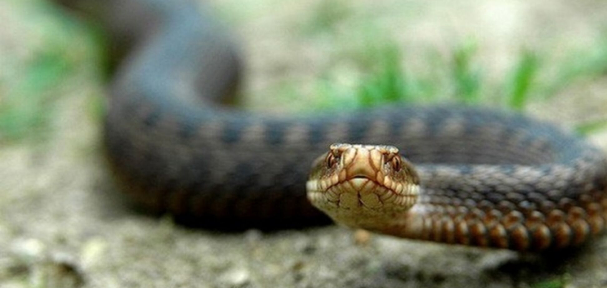 Довелося викликати рятувальників: в Дніпрі змія заповзла у відділення пошти