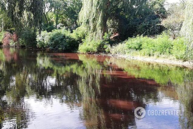 "Рыба выбросилась на берег!" В Киеве в озере покраснела вода: впечатляющие фото с места ЧП