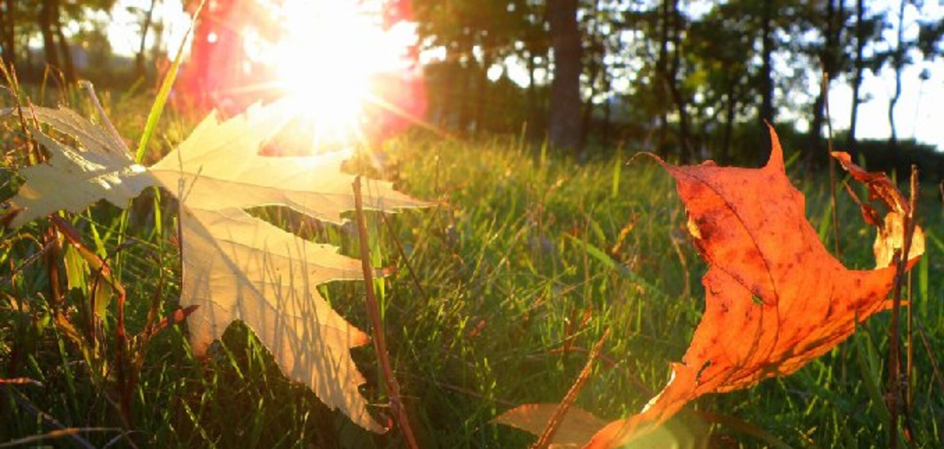 Синоптики дали літній прогноз погоди в Україні