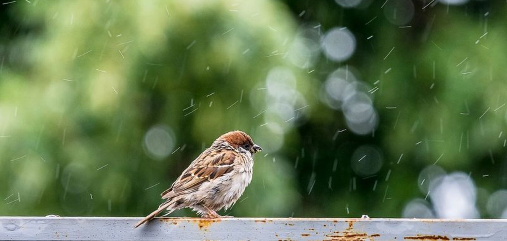 Днепр накроет дождем: прогноз погоды на 6 сентября