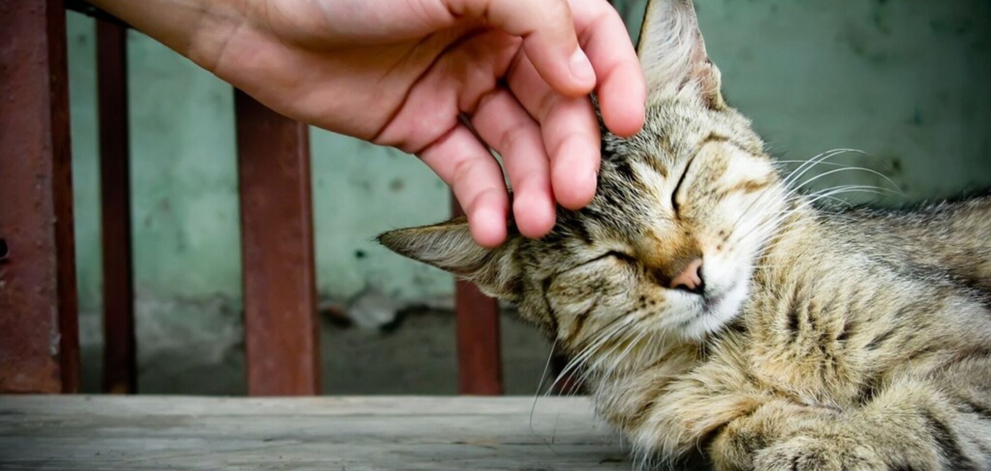 Погладил котика – помой руки