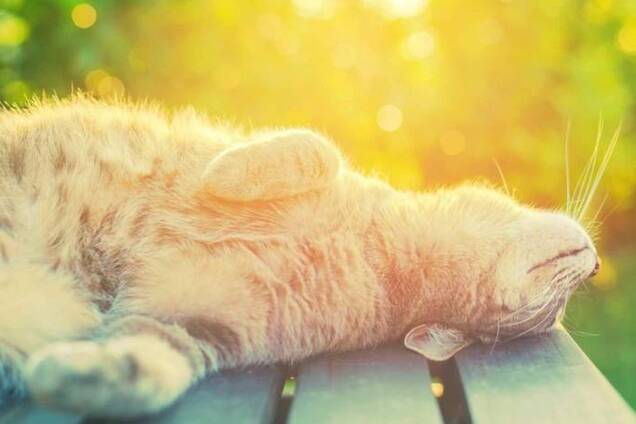 Летняя жара: синоптики уточнили прогноз по потеплению в Украине