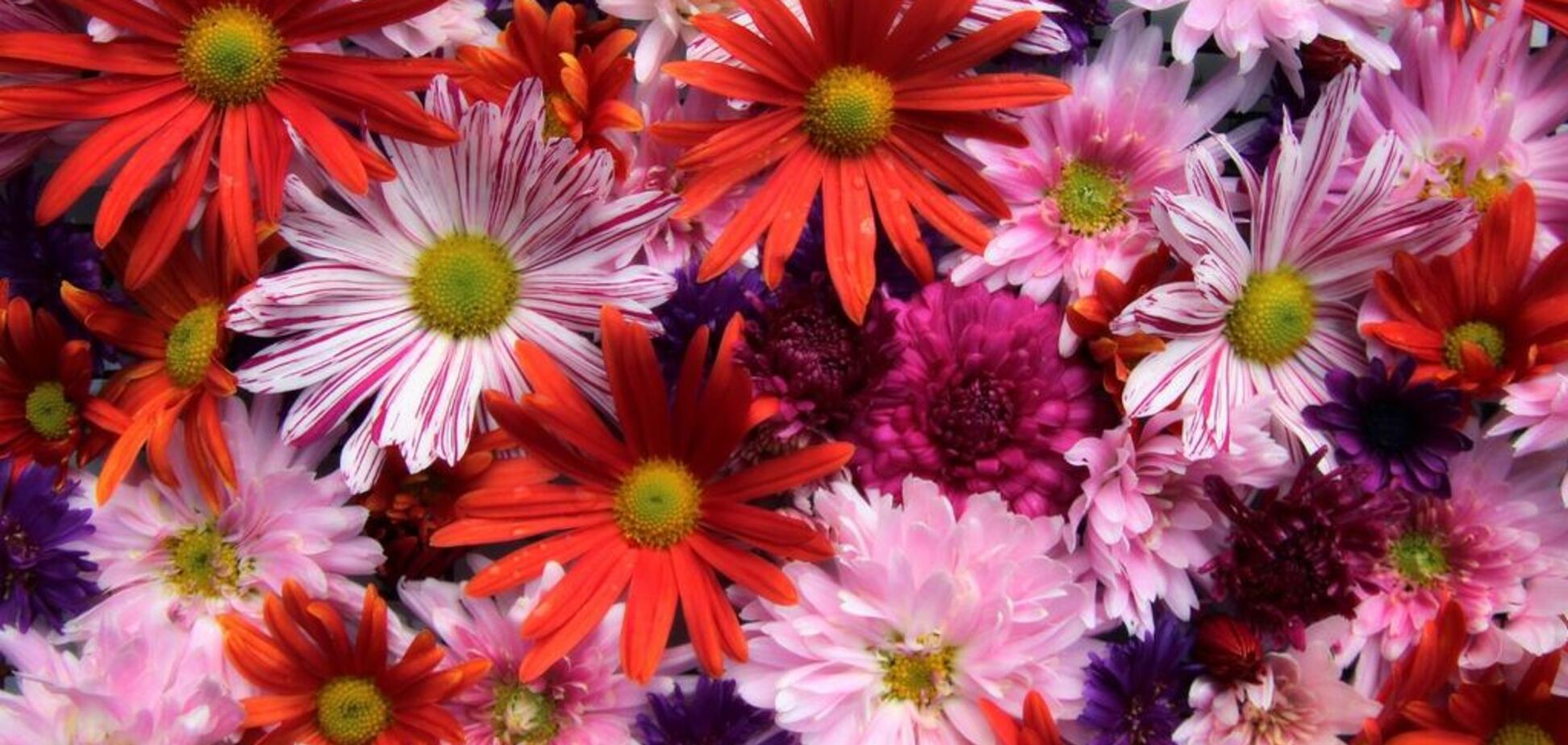 День Натальи: лучшие поздравления, открытки и картинки