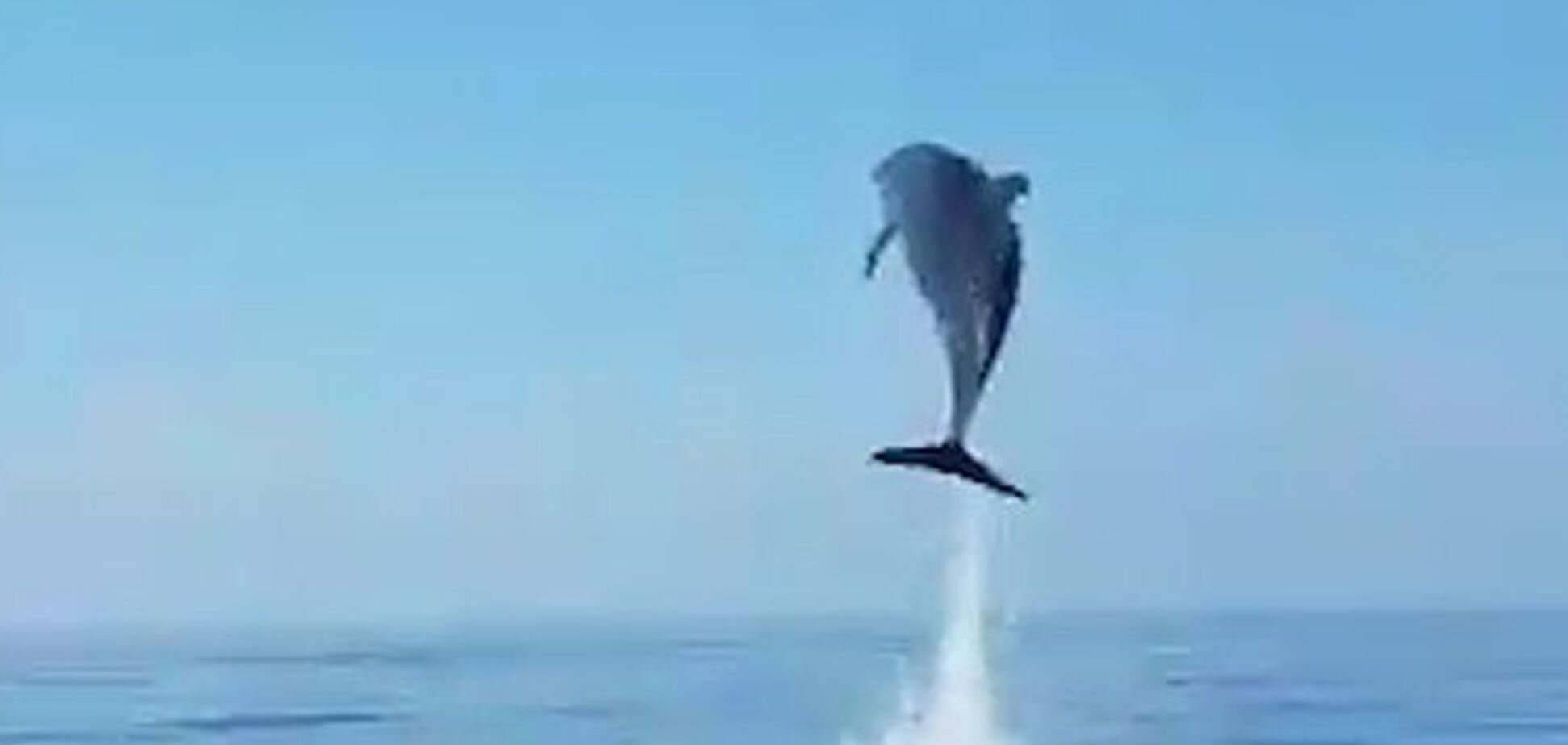 Самка дельфина поблагодарила рыбаков за спасение детеныша: трогательное видео
