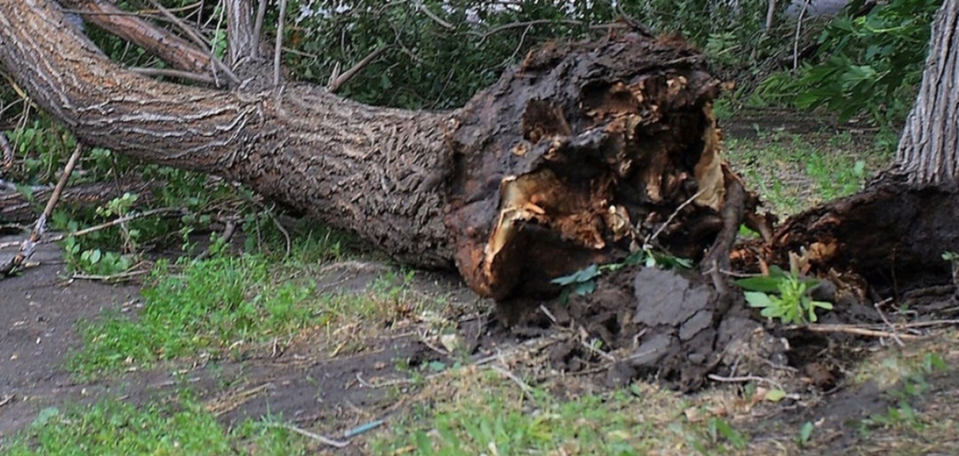У Росії дерево впало на дітей під час прогулянки. Відео