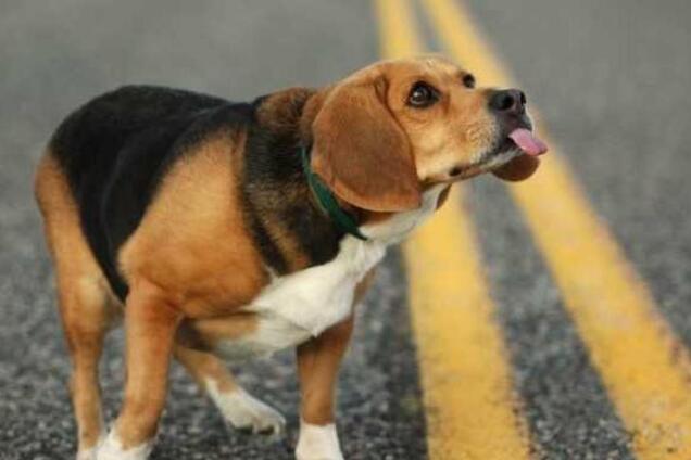 В Днепре девочка из-за собаки бросилась под колеса автомобиля: фото и видео с места ДТП