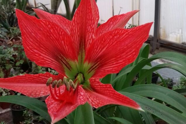 В Одесі в січні раптово розпустилися екзотичні квіти