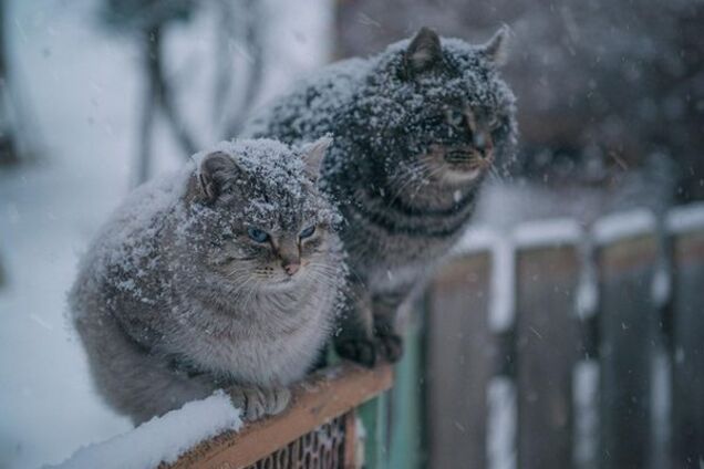 Теплую погоду в Украине сменят сильные морозы: синоптики назвали дату