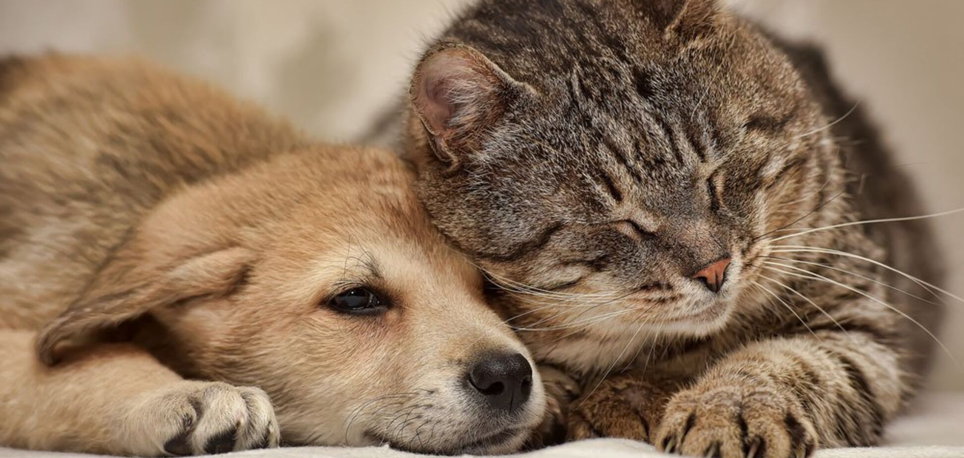 Де в Дніпрі залишити домашнього вихованця на час відпустки: послуги та ціни