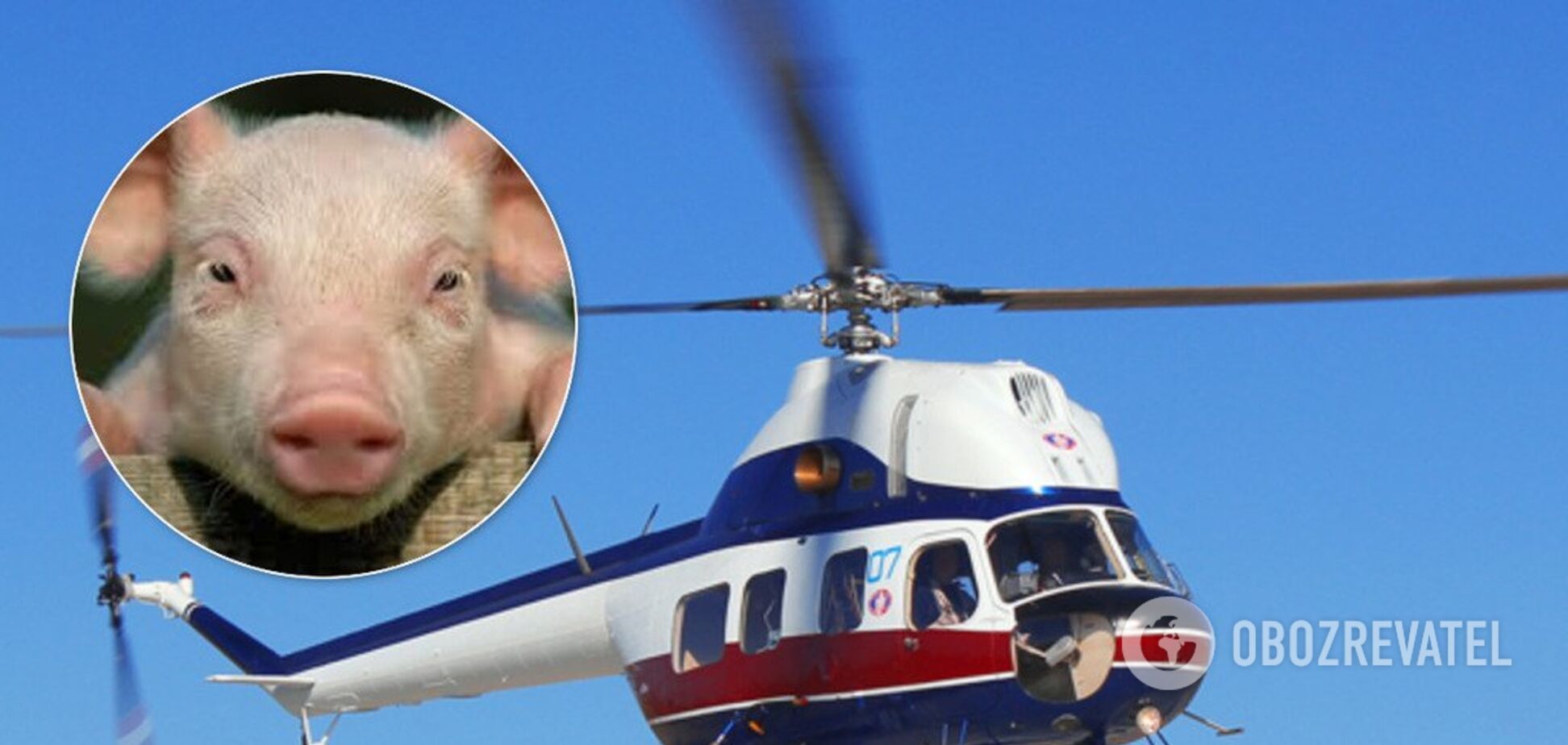 В бассейн миллионера с вертолета сбросили свинью. Видео