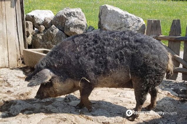 Остались кости и череп: в Польше гигантские свиньи съели своего хозяина