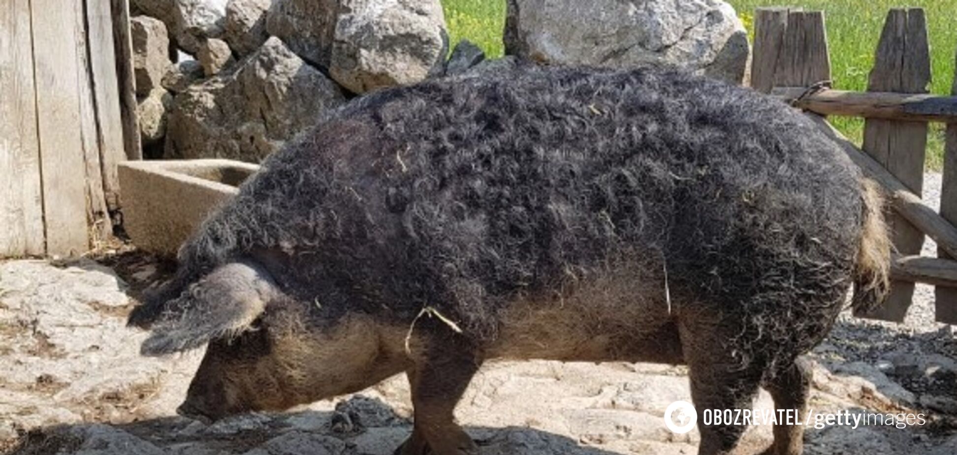 Остались кости и череп: в Польше гигантские свиньи съели своего хозяина