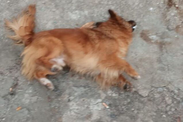 В Днепре догхантеры стреляют в собак ядовитыми патронами. Фото