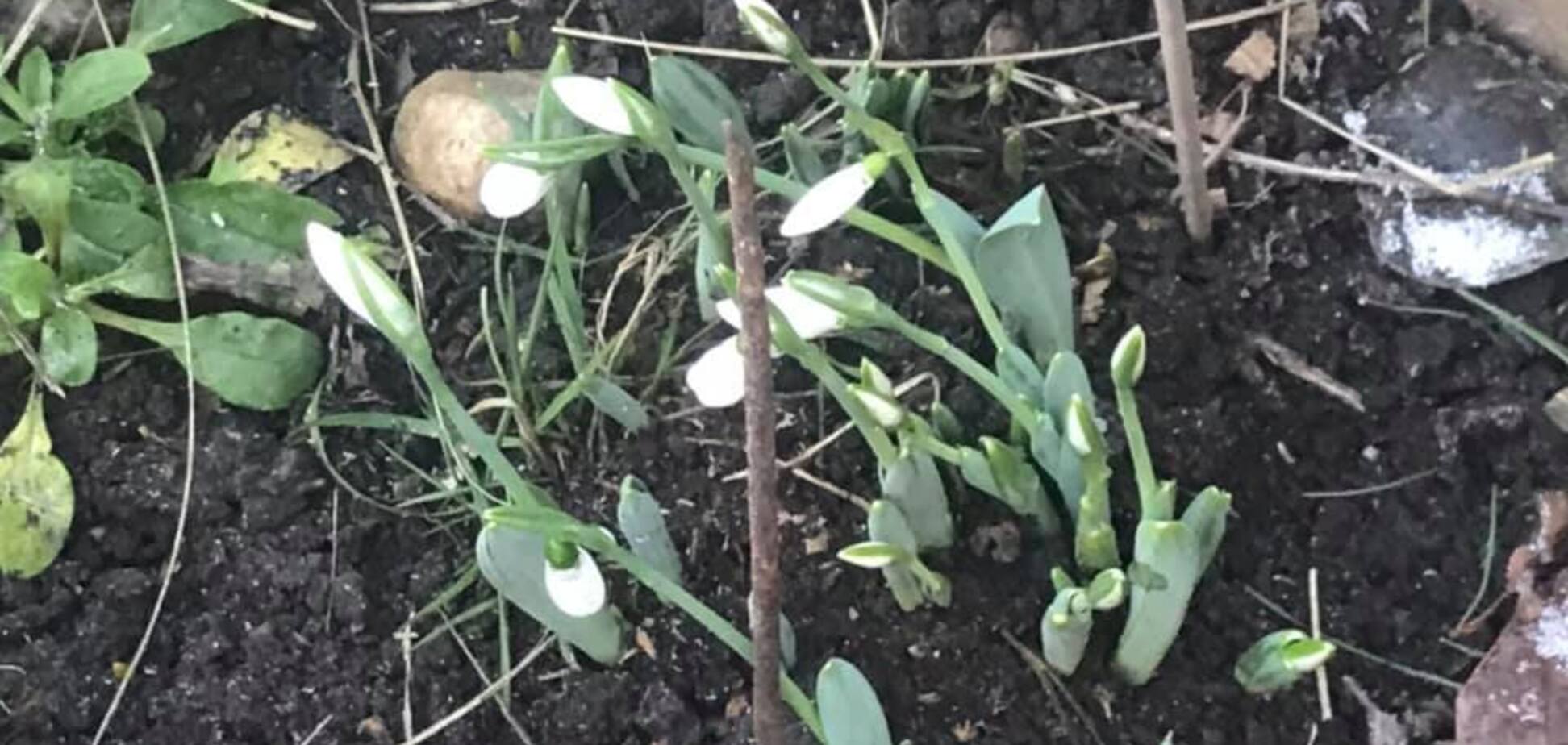 В Украине из-за аномальной зимы начались природные 'чудеса': фото