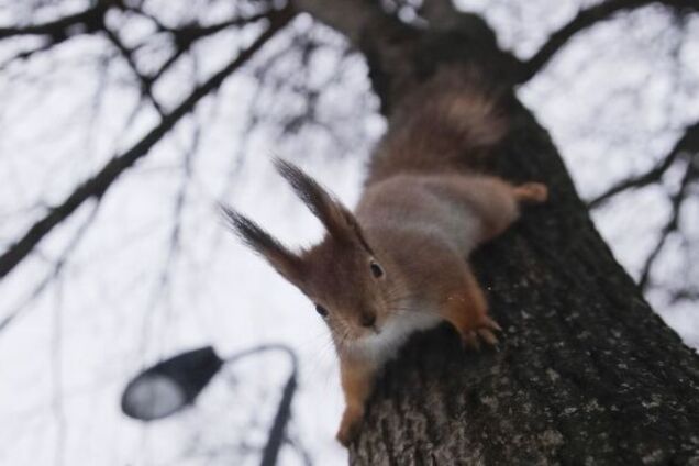 Сухо и аномально тепло: черкасщанам прогнозируют не зимнюю погоду на начало января