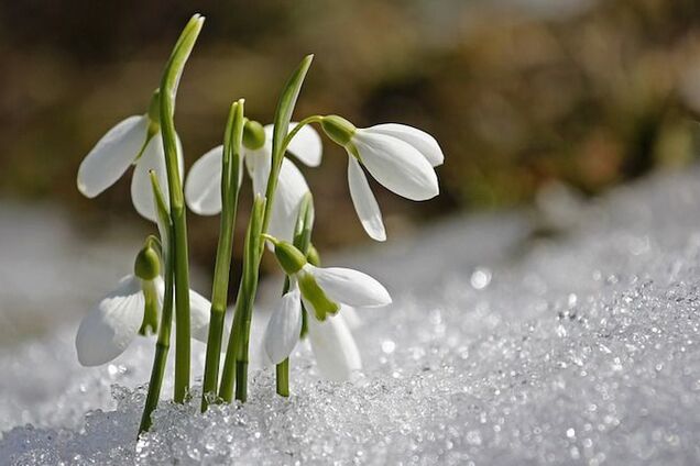 С морозами и снегом: стало известно, каким будет март в Украине