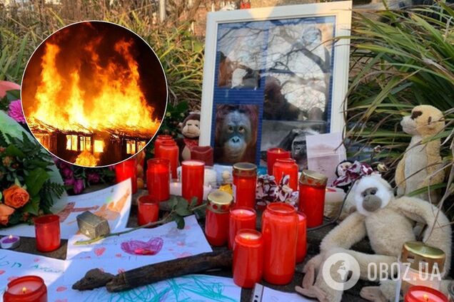 В немецком зоопарке заживо сгорели десятки животных: фото и видео жуткой трагедии