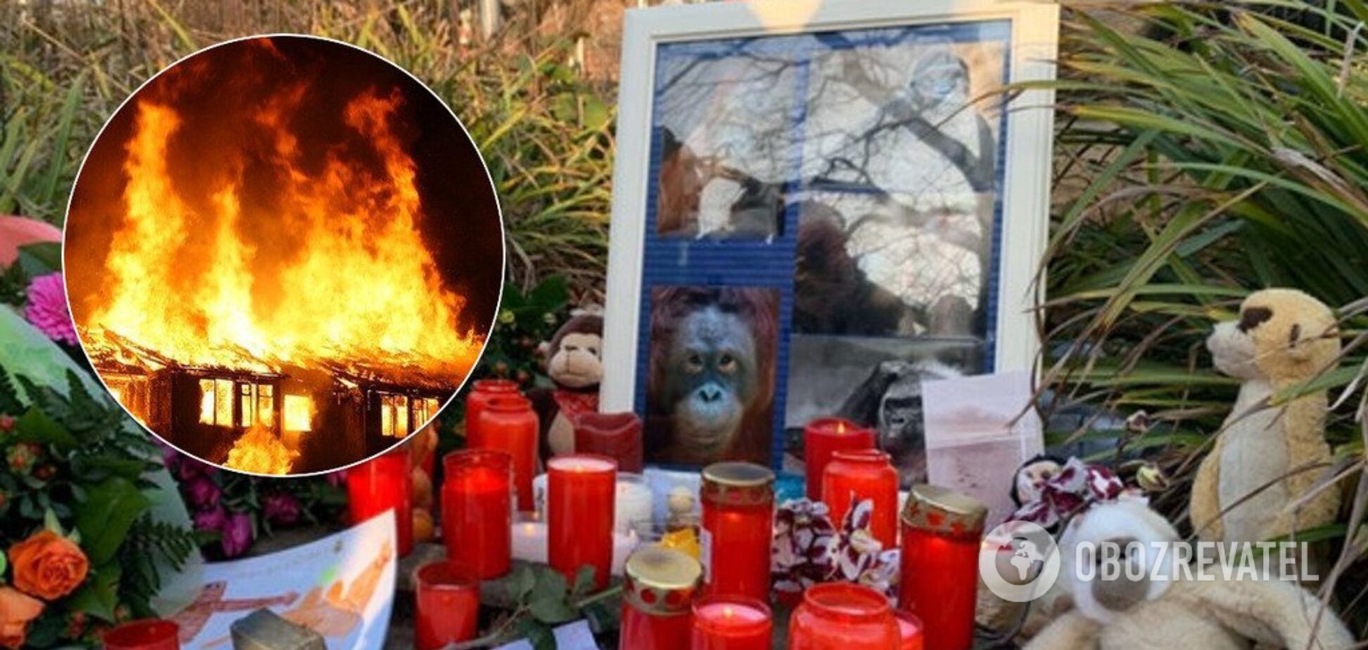 У німецькому зоопарку заживо згоріли десятки тварин: фото і відео моторошної трагедії