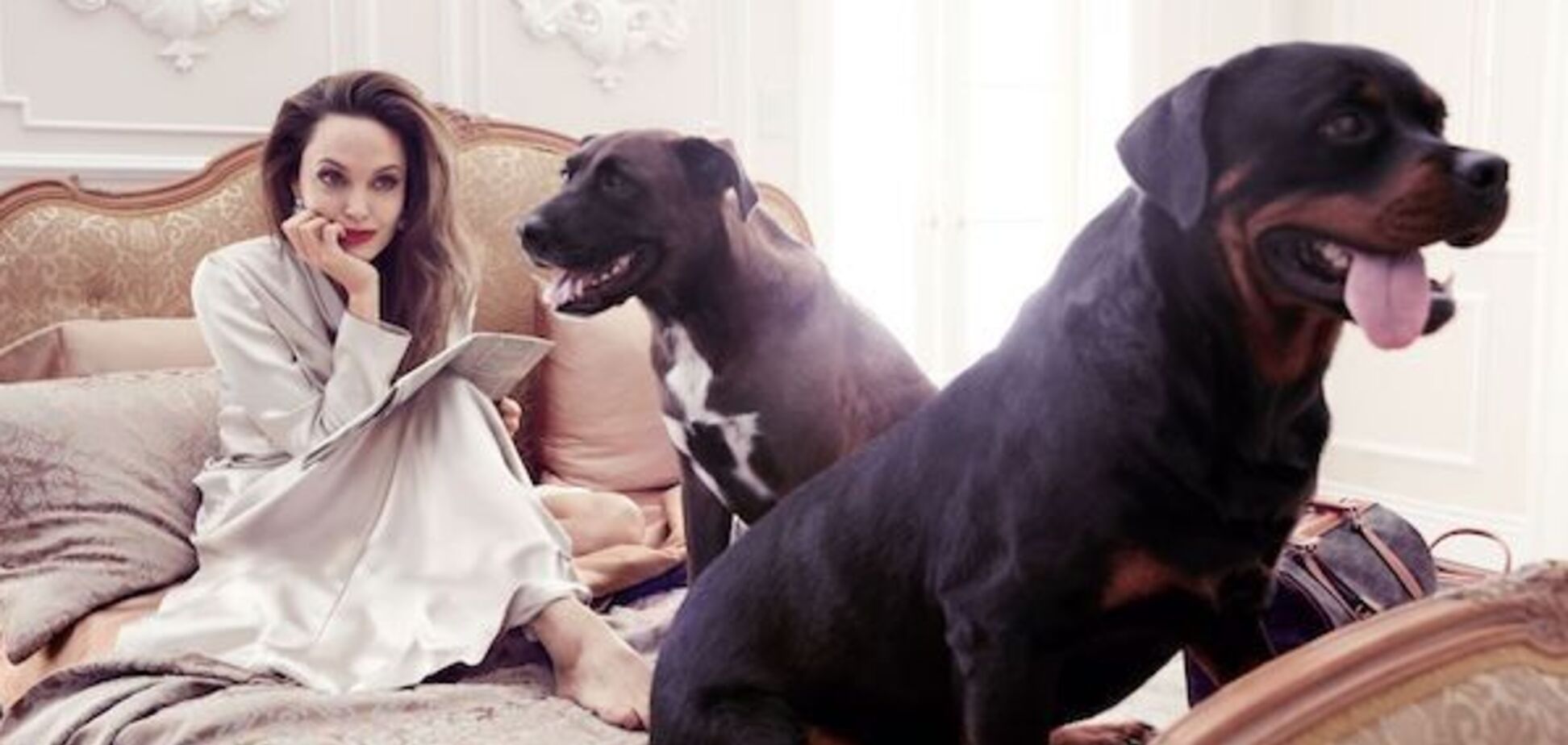 Бред Пітт подав до суду на Анжеліну Джолі через собак – ЗМІ