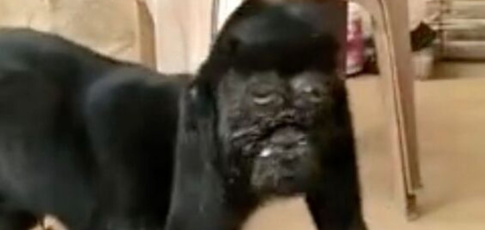 В Индии родился мутант с 'лицом Бога': фото и видео 18+