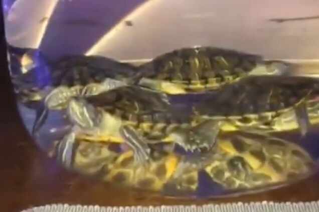 'По спецзаказу гостя!' В России в баре опозорились из-за кальяна с живыми черепахами. Видео