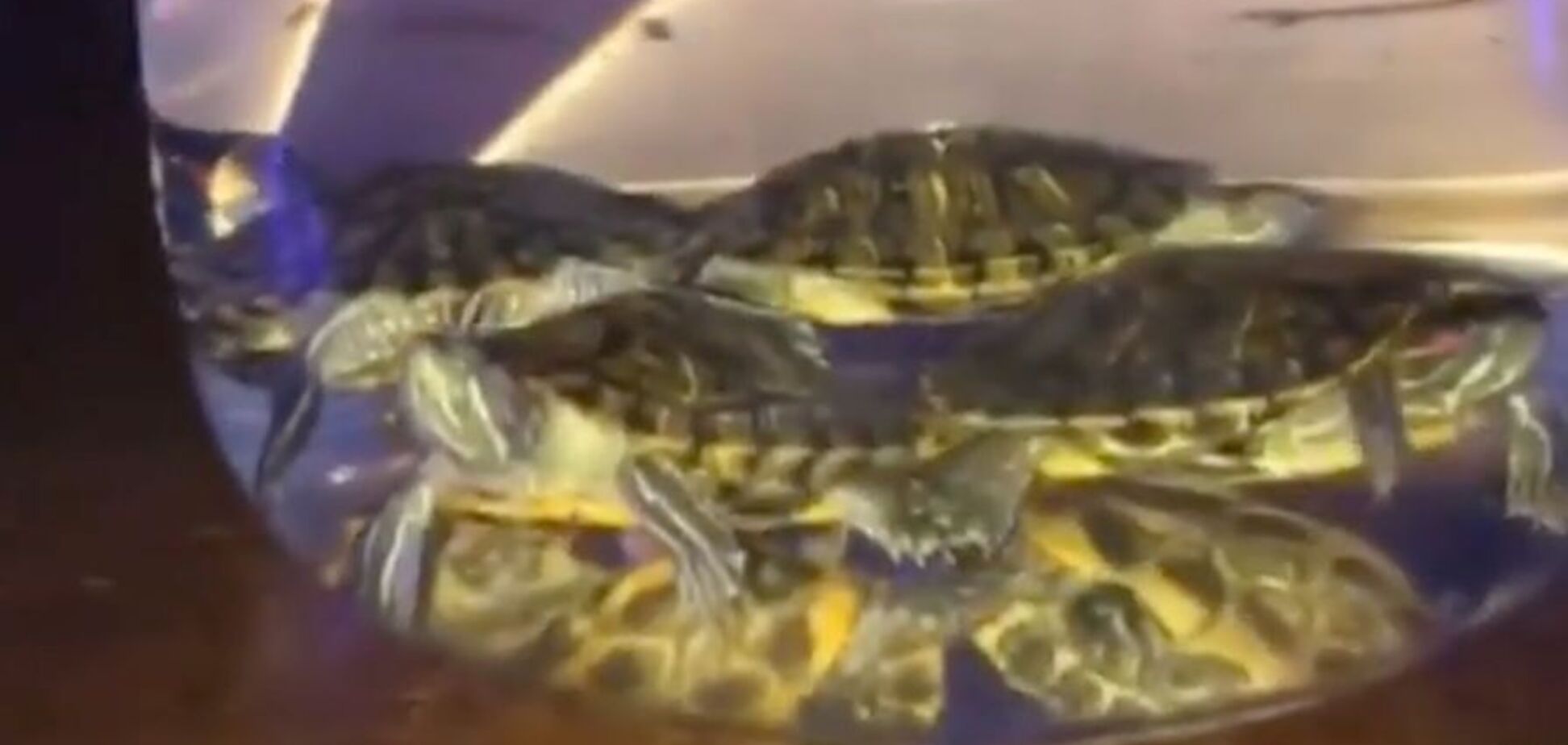 'По спецзаказу гостя!' В России в баре опозорились из-за кальяна с живыми черепахами. Видео