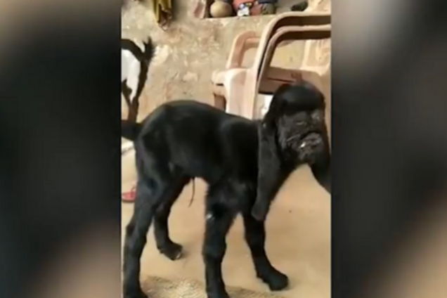 В Индии нашли жуткое существо с 'лицом Бога'